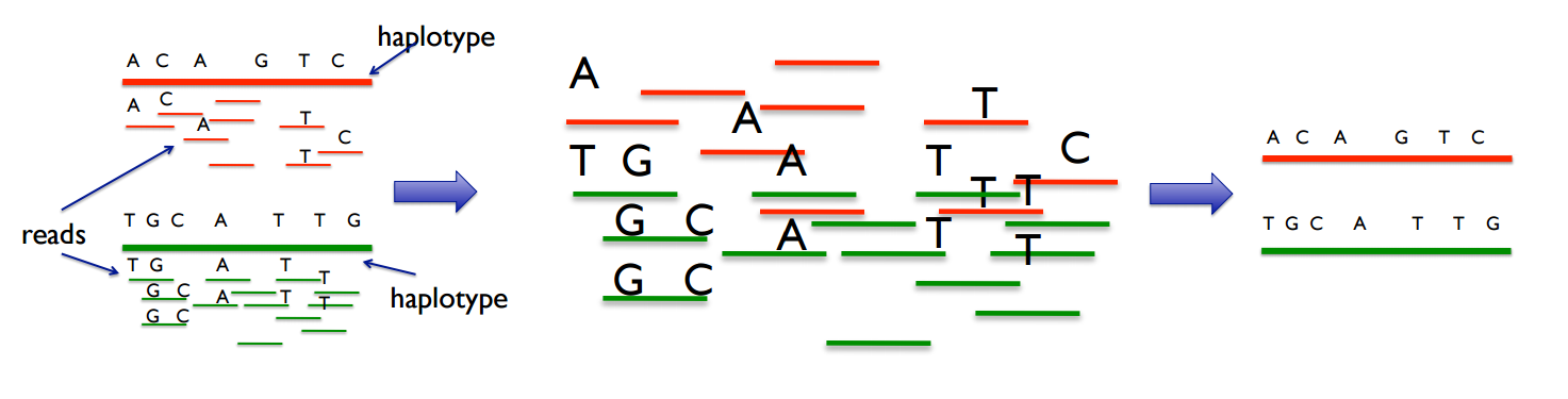 Haplotype Assembly Diagram